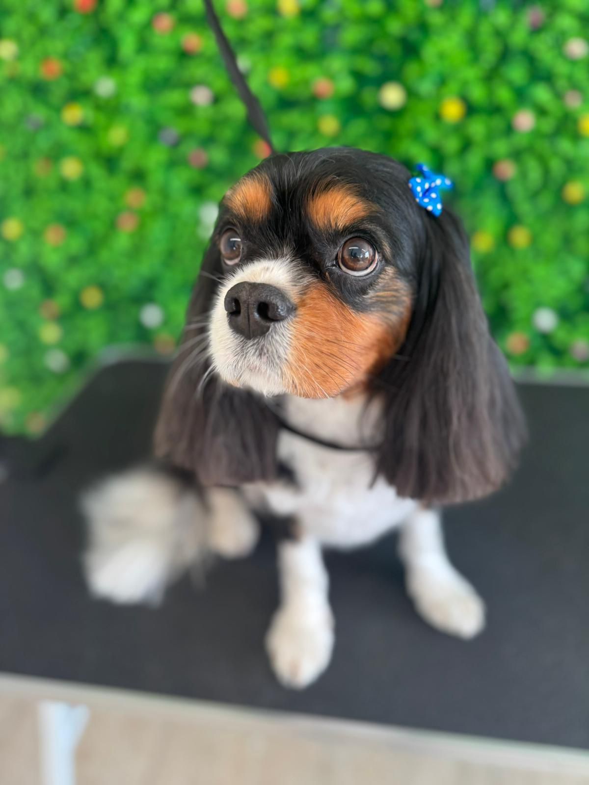 Cavalier King Charles dupa grooming