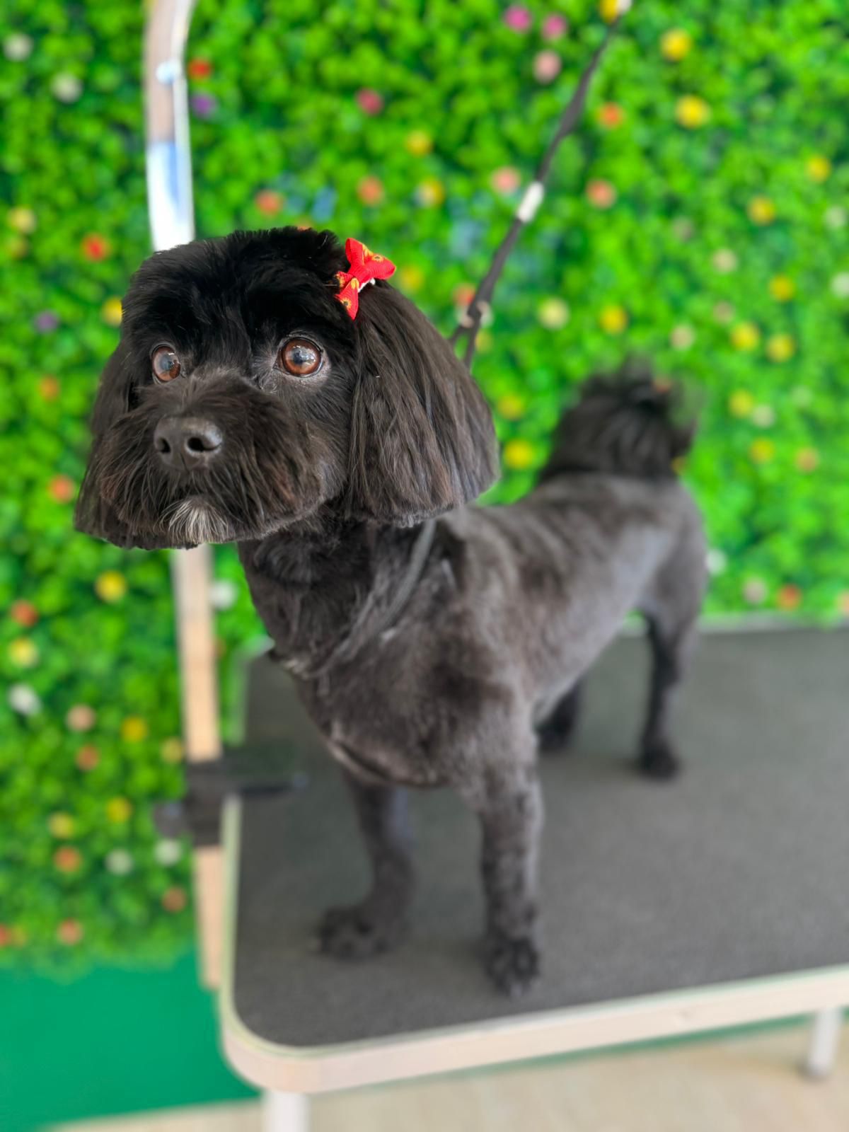 Grooming Pet Family Shop โ havanese cu funda
