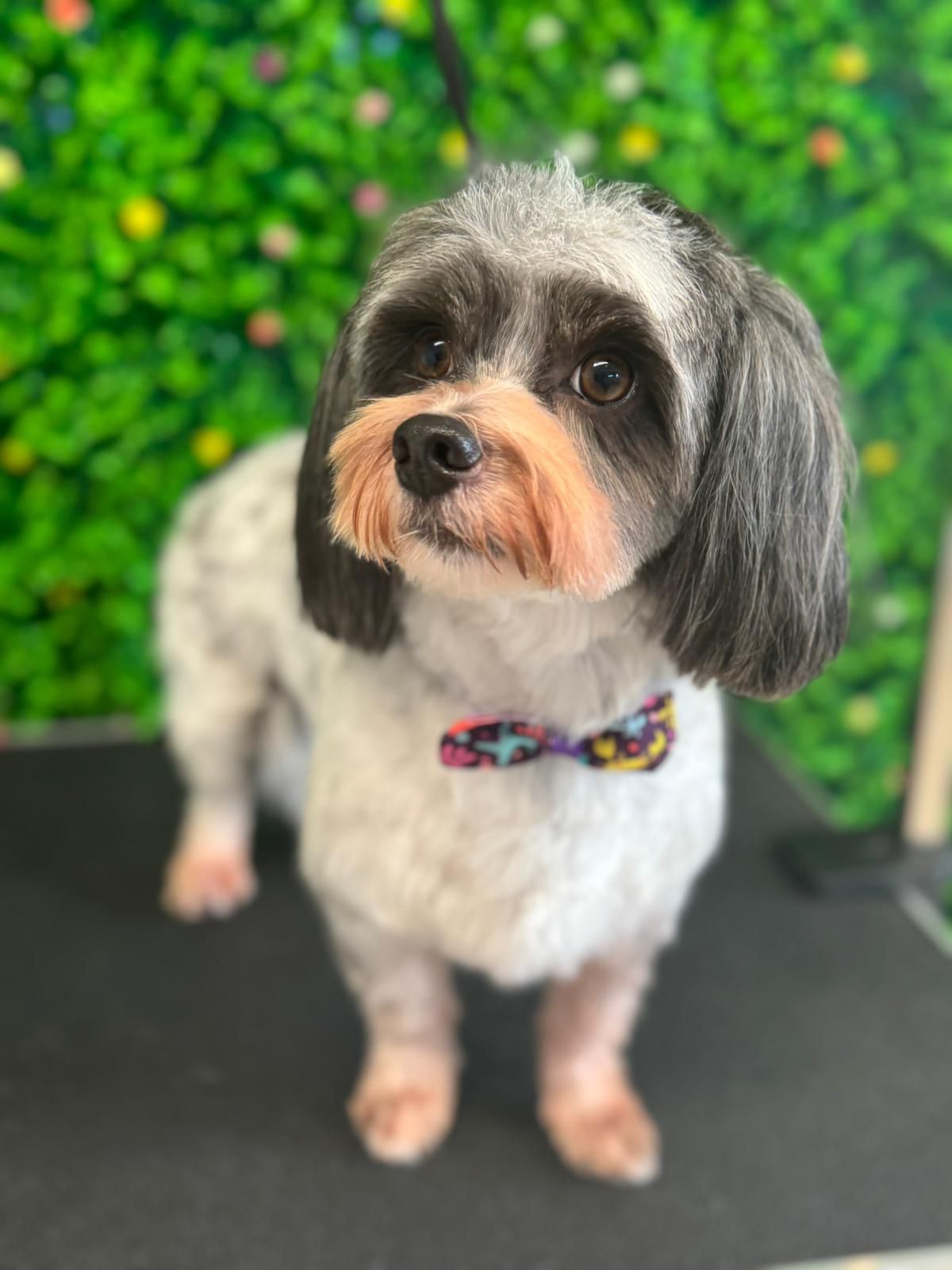Grooming Pet Family Shop โ havanese cu papion