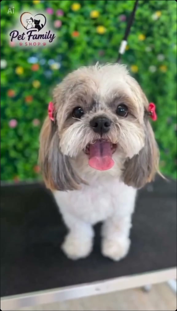 Grooming Pet Family Shop